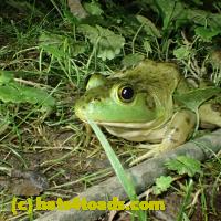 /home//u458753944/public_html/sourcegallery/////Frogs/More bullfrogs/P7060236.JPG